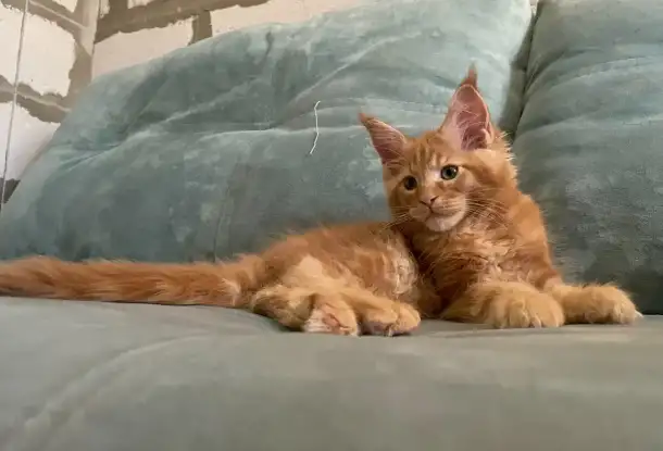 Котята мейн Кун рыжего окраса, фотография 5