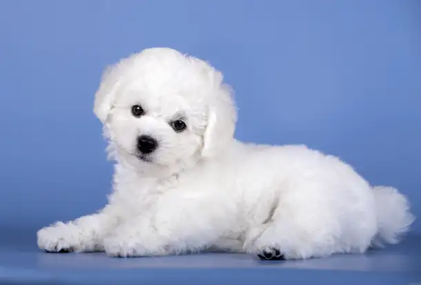 Щенок бишон Фризе мальчик SNOW WHITE LAMB, фотография 3