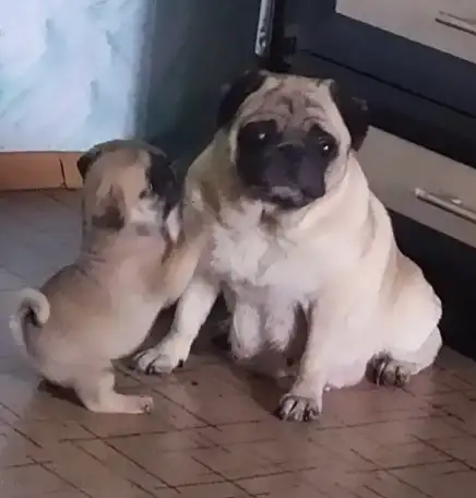 Мопса щенки, фотография 1