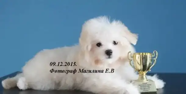 Бишон фризе, выставочные и в качестве любимца., фотография 10