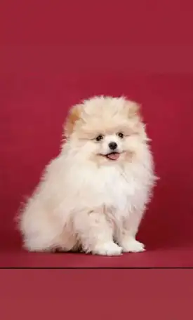 Шпиц немецкий малый, фотография 5