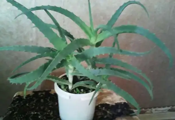 продам комнатные растения, фотография 1
