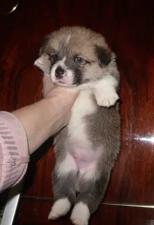 Вельш корги  Мальчики, фотография 1