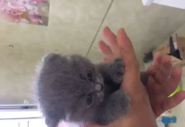 Шотландские котята, фотография 3