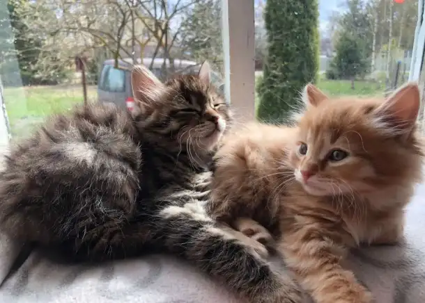 Котята Курильский бобтейл, фотография 3