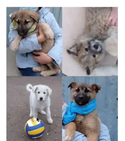 Здоровые крепыши, футболисты) , щеночки, возраст 2 с половиной  мес., фотография 1