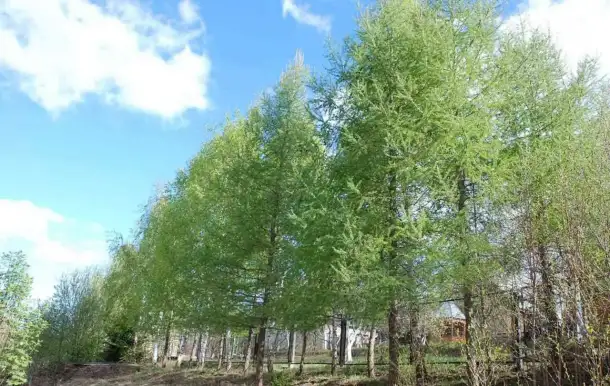 саженцы лиственницы сибирской для сада, дома и ограждения, фотография 1