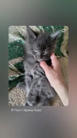 Котята Мейн куны, фотография 4