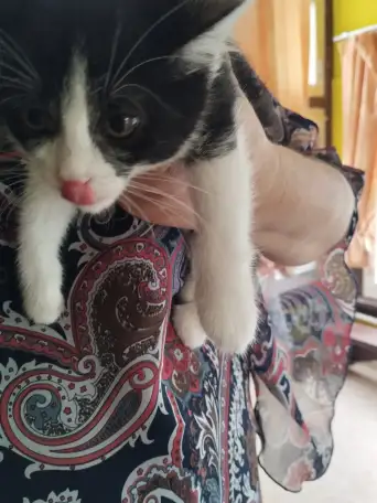 Отдам в хорошие руки котята, фотография 2