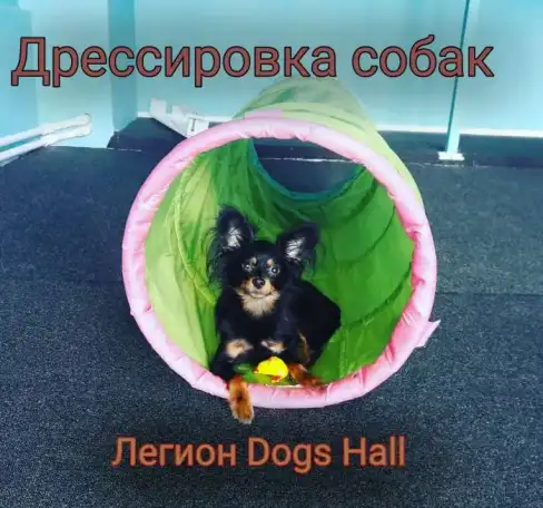 Дрессировка собак с передержкой, фотография 2