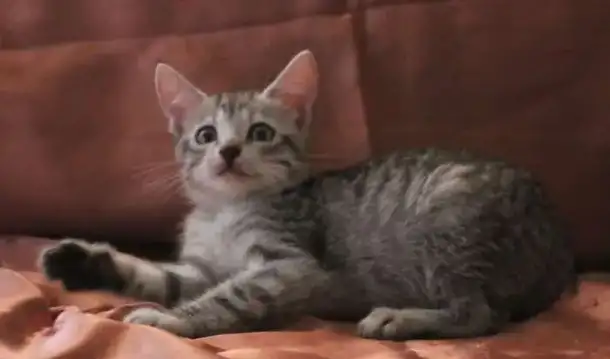 Котята  любого цвета, фотография 3