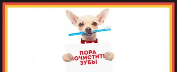 Ультразвуковая чистка зубов , вет стоматология, фотография 4