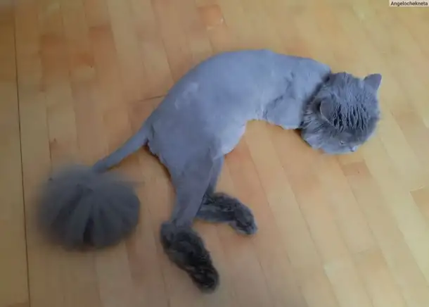 Стрижка кошек, фотография 3