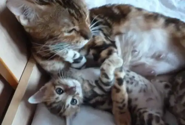 бенгальские котята, фотография 3