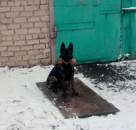 Дрессировка собак, фотография 3