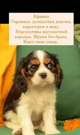 Кавалер кинг чарльз спаниель щенки, фотография 2