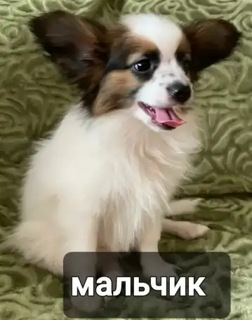 Щенки папильона, фотография 6