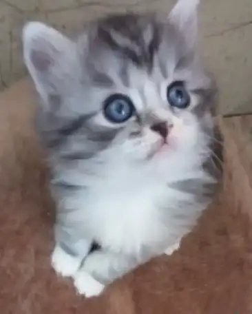 Котята полубританские недорого, фотография 1