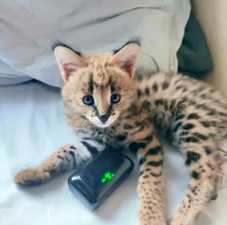 Котята Саванна ф1, фотография 1