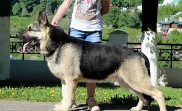 Щенки ВЕО РКФ, фотография 3