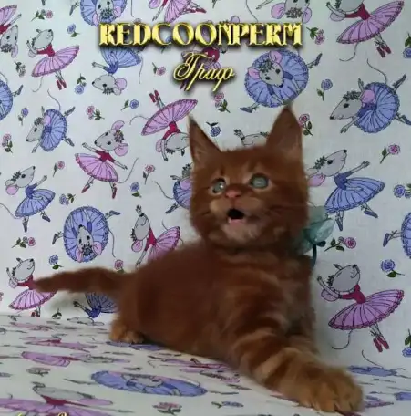 Котёнок мейн кун красный. Шоу класс. Из питомника., фотография 7
