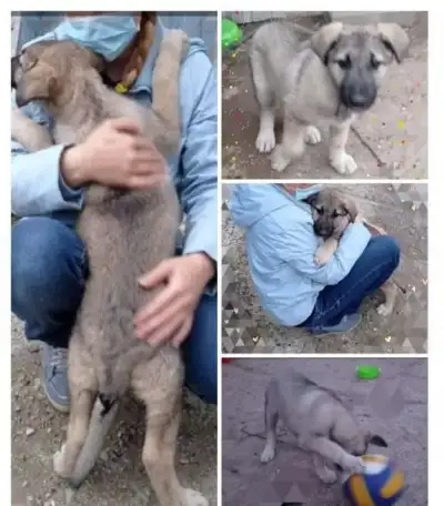 Здоровые крепыши, футболисты) , щеночки, возраст 2 с половиной  мес., фотография 2
