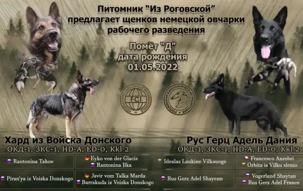 Продаются щенки немецкой овчарки, фотография 1