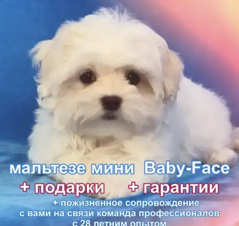 100% породистые, статусные щенки мальтезе из клуба Аэлит., фотография 1