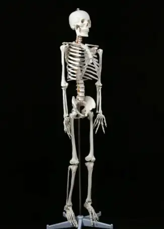 Новый Скелет 1м 70 см на подставке - Новый!, фотография 3