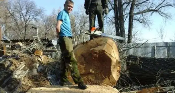 Расчистка дач, Спил деревьев, фотография 9