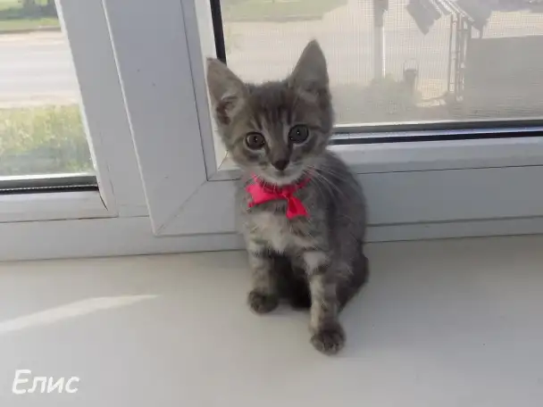 Абиссинские котята mix, фотография 8