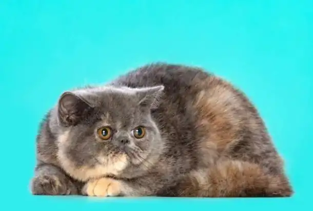 продажа котят, фотография 2