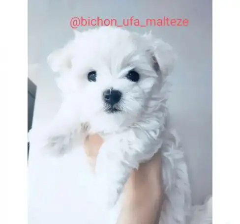 Мальтезе (мальтийская болонка) щенки, фотография 1
