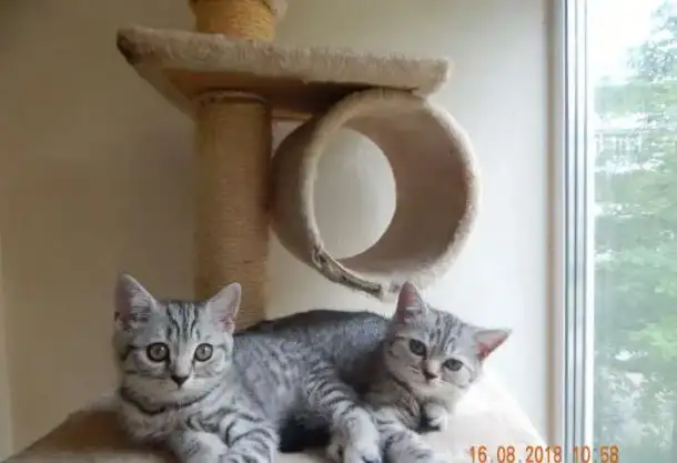 Продам котят, фотография 1