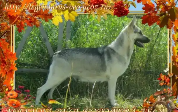 Восточноевропейские овчарки .Род.РКФ., фотография 11