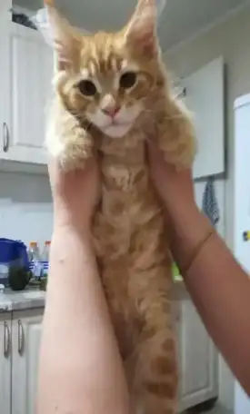 Котята породы Мейн Кун, фотография 1