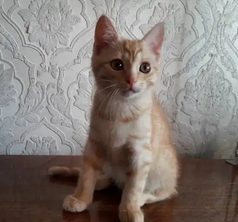 Шотландские котята, фотография 2