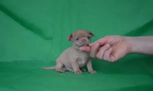 Чихуахуа щенки, фотография 2