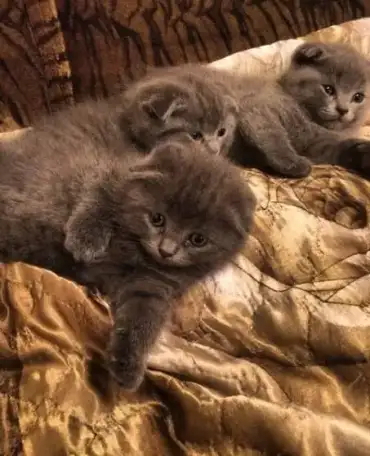 Шотландские, вислоухие котята, фотография 4