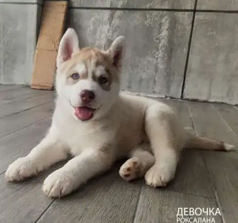 Щенята Хаски, фотография 5