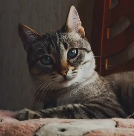 Тайский котик 9 мес., фотография 6