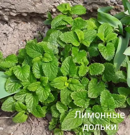 Мята сортовая, мелисса, фотография 1