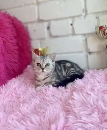 Британские котята, фотография 8