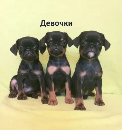 Три дюймовочки пти брабансона., фотография 1
