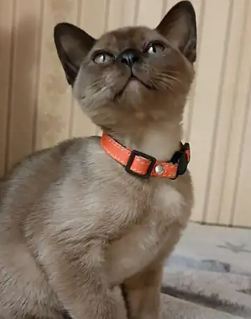 Бурманские котята, фотография 2
