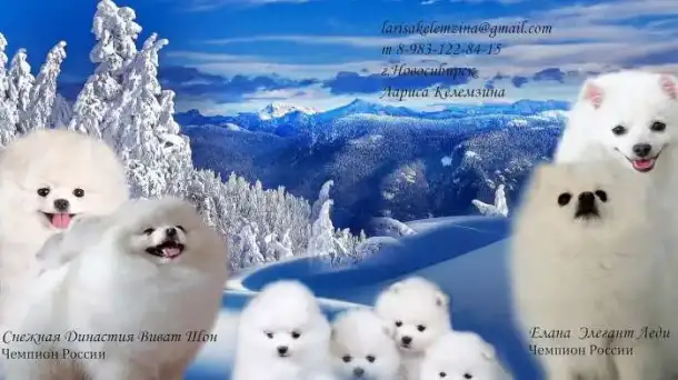 Шпицы СНЕГОВИЧКИ ПУХОВИЧКИ, фотография 1
