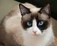отдам котеночка(мальчик), фотография 1