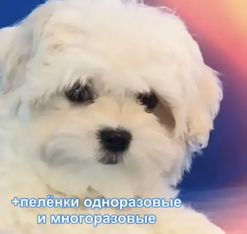 100% породистые, статусные щенки мальтезе из клуба Аэлит., фотография 7