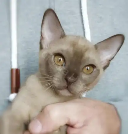 Бурманские котята, фотография 2