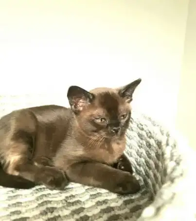 Котята бурма, фотография 3
